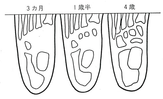 骨の成長